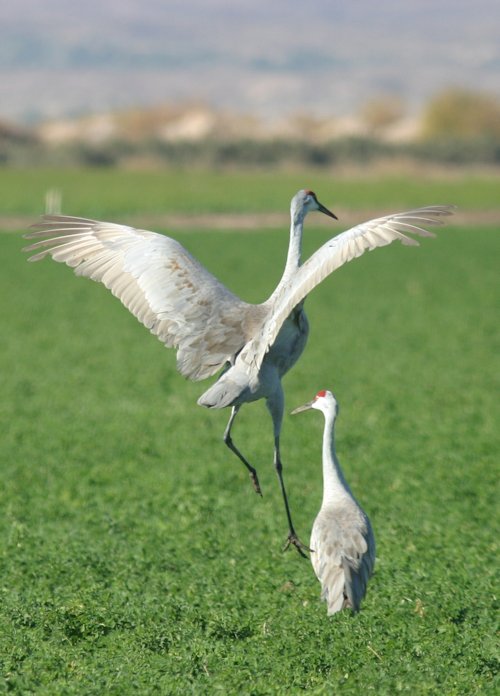 Sandhill Crane